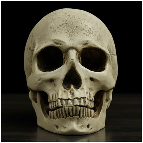 Estatua de Calavera Humana de Resina Realista 7.09 in