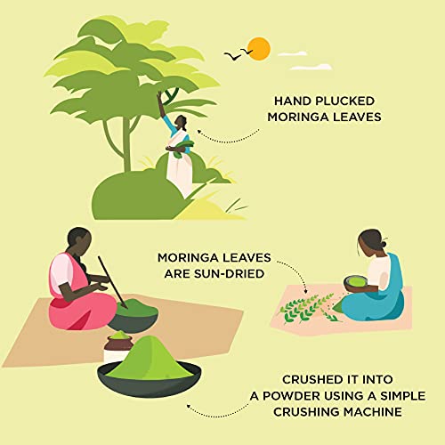 Two Brothers Organic Farms Moringa Powder, made using Farm Grown Organic Moringa Leaves (Drumstick) | Rich in Nutrients | Chemical Free Lab - Tested 100 gms - Image 5