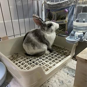 Große Kaninchen Katzentoilette und größere Haustierpfanne für erwachsene Meerschweinchen, Chinchilla, Frettchen, Galesaur, kleine Tiere (beige)