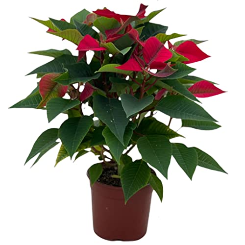 Flor de la Navidad DECOALIVE Planta Natural Grande para Decorar el Hogar en Época Navideña, 8436601574152