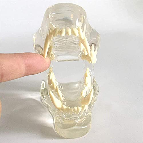Modèle de dents de chien anatomie de la mâchoire transparente - 3