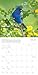 Songbirds of North America 2026 Wall Calendar, 12-Month Nature Calendar, 12
