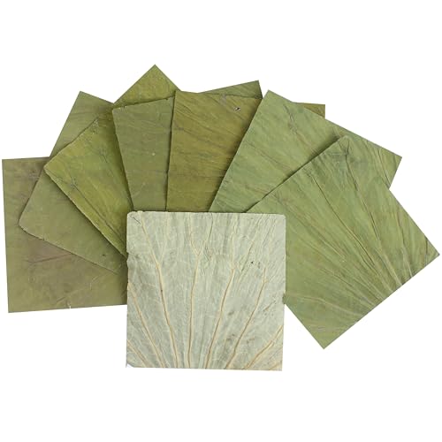 100Pcs Dried Lotus Leaves for Cooking, Sushi Plate Party Decoration & Food Wrapping, 8 in Natural Lotus Leaf Wrappers, Square Cutting Leaves for Making Chinese Dim Sum, Lo Mai GAI, Green Whole Sheet