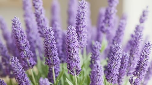 Image of Lavender Live Plant (Without Pot) | Purple Flowering Aromatic Herb | Indoor Outdoor Home Garden Balcony Terrace Plant | Fragrant Ornamental Easy Care Plant