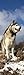 1art1 Chiens Poster Papier Peint Autocollant - Chien D'Attelage Malamute De L'Alaska (240 x 75 cm)