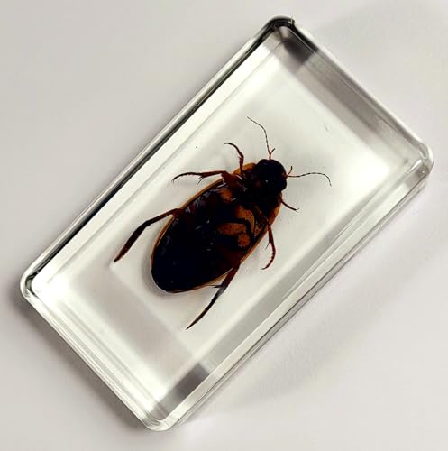 Image of 2.9 inch Real Golden Edge Great Diving Beetle in Crystal Clear Lucite Resin Paperweight Specimen Preserved Insect Bug Taxidermy Collection for Biology Science Education Desk Display Supplies