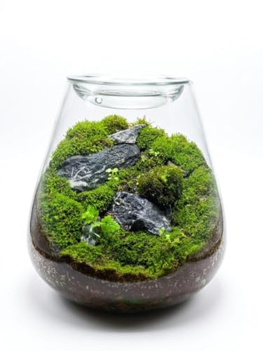 Image of HEIWA India - Handmade Terrarium Glass Pot with Lid & Premium Terrarium Soil | Oval Shape | 8 Inch | Pack of 1 | DIY