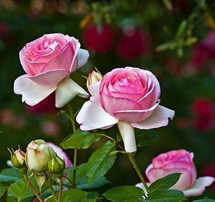 GOLDEN GLOW Kashmiri Rose Baby Pink Live Flowering Plant (B0CTFPR71W) Amazon Price History, Amazon Price Tracker