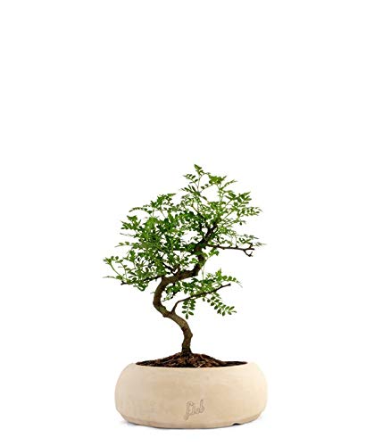 Pepe Bonsai Altezza 30 cm, Pianta Vera, Pianta da Interno, Vaso Artigianale di Terracotta- Bianco