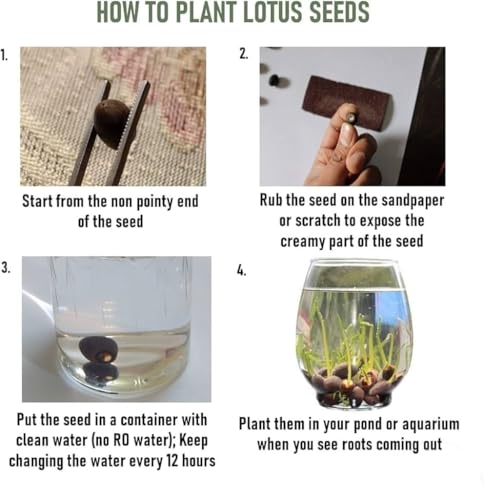 Image of All Season Lotus Flower Hybrid Japanese Lotus Flower Seeds | 30 Seeds /Pack | 95% Germination Rate |