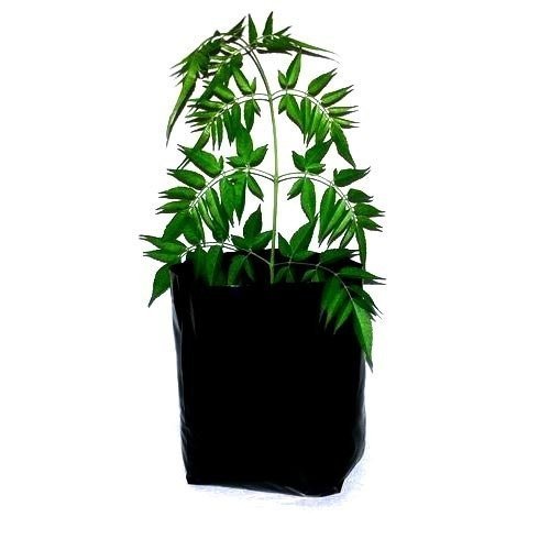 Vrundavan UV Coated Plant Nursery Bags (Size- 5x7 INCH) Colour- Black Pack of 50 NOS