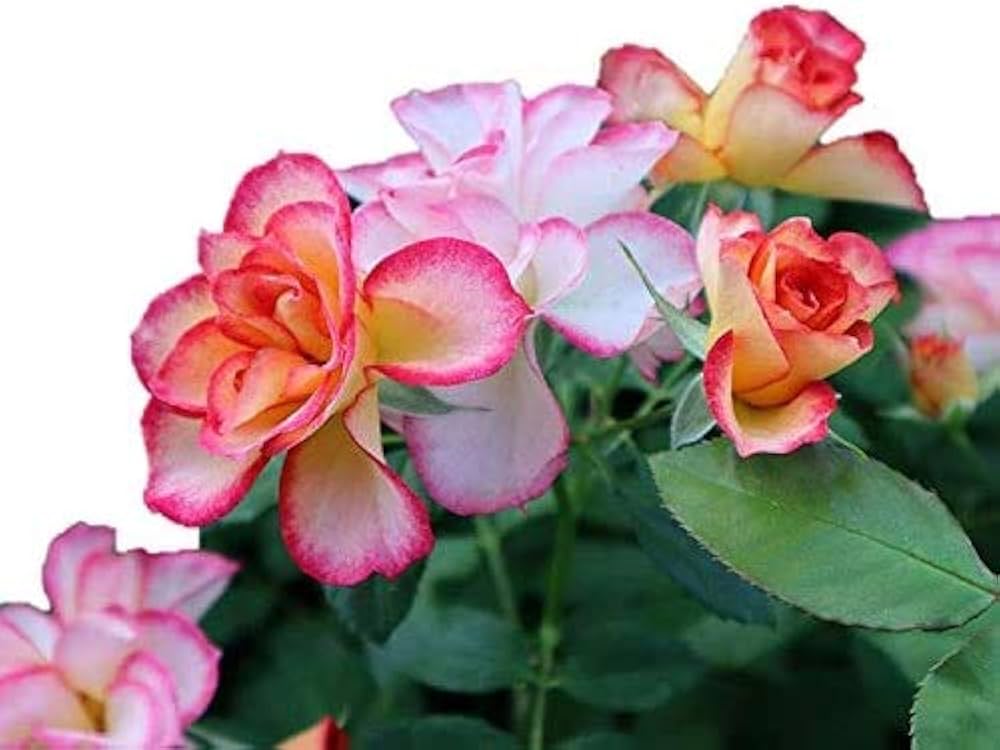 Amazon.co.jp: バラ苗 【ハミングバード】 (新苗) フロリバンダ