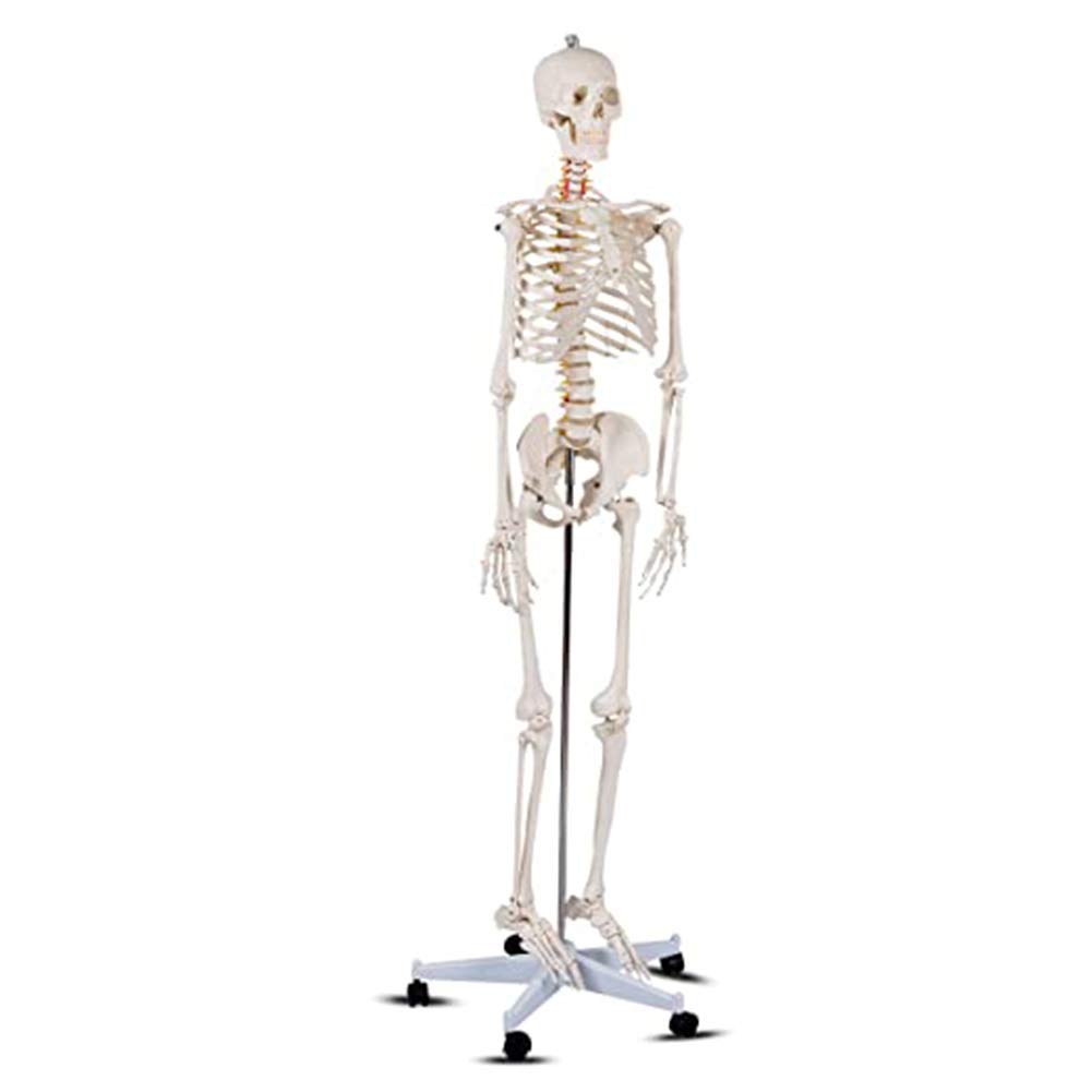 Buy DBSCD Scientific Human Skeleton Model Anatomy Bundle,Life Size
