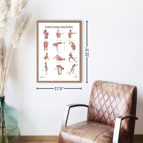 Image of Anatomy Lab Yoga, Pilates, and Stretching Anatomy Poster Set - 3 PACK LAMINATED, Anatomy and Physiology Poster, 17.3 x 22.5 Inches, Stretching Exercise Chart Posters for Wall | 3 Pack Laminated, 17.3 x 22.5 Inches