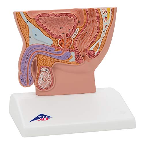 Image of 3B Scientific H12 Male Pelvis Section 1 /2 life-size - 3B Smart Anatomy