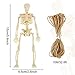 FINGOOO Mini Skeleton Figurines, 12Pcs 6 Inch Small Skeletons Halloween Decorations for Craft Haunted House Accessories Party Favors