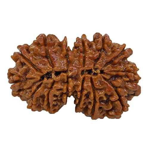 Empirical Jewels नेपाल रुद्राक्ष ओरिजिनल गौरी शंकर रुद्राक्ष Gauri Shankar Rudraksh AAA++ Rated Quality Nepal Rudraksha by Lab Certified