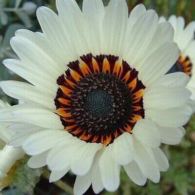 Buy4seeds 600 Seeds venidium Cape Daisy Zulu Prince Useful for Garden and Outdoor