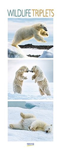 Wildlife Triplets 2018: Schmaler Wandkalender. Foto-Kunstkalender von Tieren in der Natur und im Mee Wildlife Triplets 2018: Schmaler Wandkalender. Foto-Kunstkalender von Tieren in der Natur und im Mee