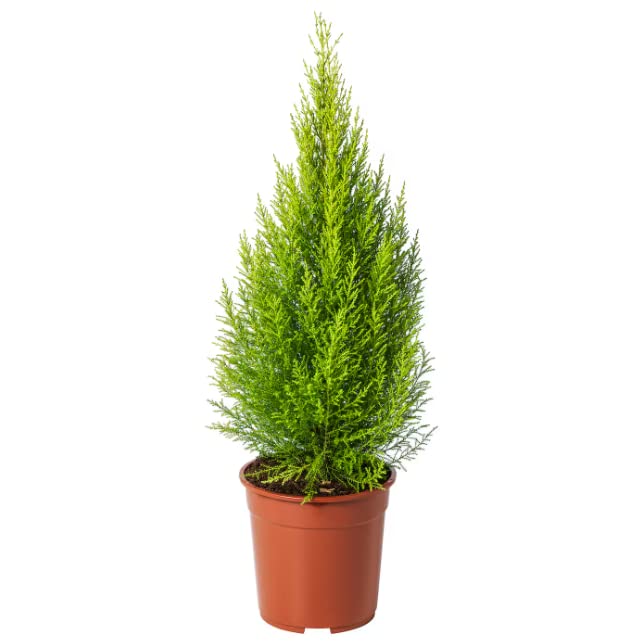 Ciprés Goldcrest Árbol Natural para Exterior Cupressus Macrocarpa