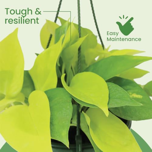 image for American Plant Exchange Neon Pothos – Live 8-Inch Hanging Basket, Br