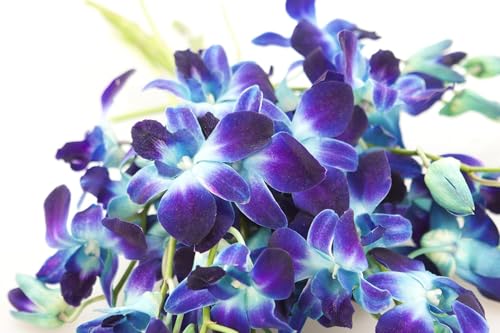 Image of KaBloom-20 Blue Orchid Bouquet,Flowers for Valentine, Mother's Day