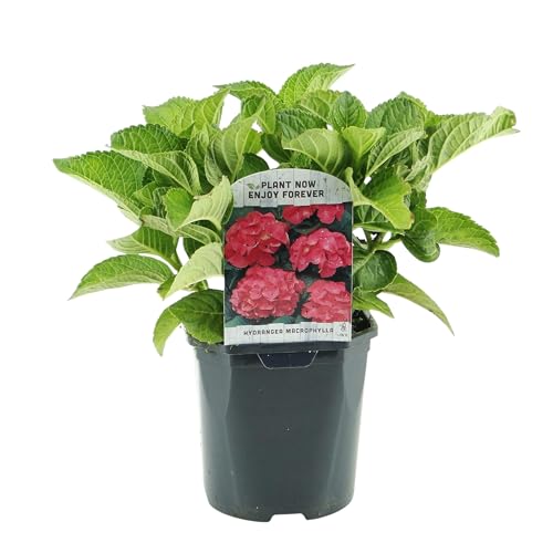 GreenboutiQ - Hortensia - Hydrangea macrophylla Rouge - Fleur Rouge - 1 Plante - Caduc - Peu d'Entretien - Pot 17cm Hauteur 30cm