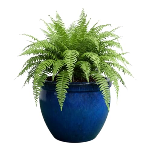 Pflanzgefäß Steinzeug 100% Frostfest | Keramik Blumentopf Außen & Innen (Verschiedene Größen) | Massiver Pflanzkübel mit Drainage-Loch | Premium, stilvoll (Royal Blau, 47cm x 38cm)