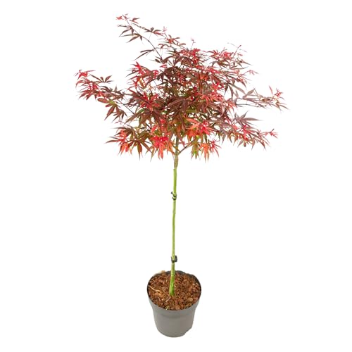 Plant in a Box - Acer palmatum 'Shaina' - Japanischer Ahornbaum winterhart - Rote Blätter - Topf 19cm - Höhe 80-90cm