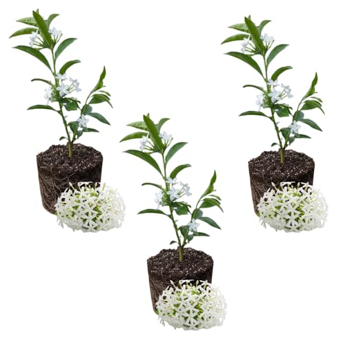 Set of 3 Night Blooming Jasmine Live Plants Jasmine Plant Live Cestrum Nocturnum Plant Fragrant Flowering Shrub 4 to 7 inches Tall for Planting