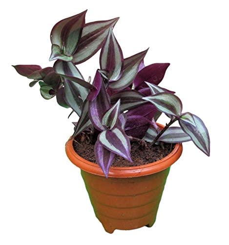 See full amazon price history chart for PlantaZee Decorative Wandering Jew | Tradescantia zebrina | Green & Purple Leaves Live Creeping House Plant with Pot for Home & Garden PlantaZee Decorative Wandering Jew | Tradescantia zebrina | Green & Purple Leaves Live Creeping House Plant with Pot for Home & Garden (B0B1QB2XHN) Amazon Price History, Amazon Price Tracker