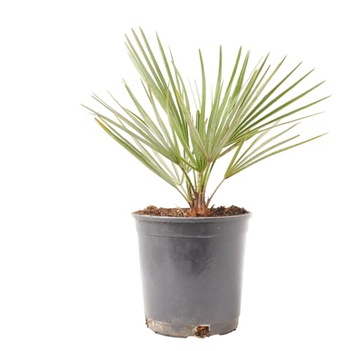 Verdecora Chamaerops Humilis maceta 3L | Palmito Arbustivo | Palmera Mediterránea de Exterior | Resistente a Sol y Sequía | Ideal para Jardines y Terrazas