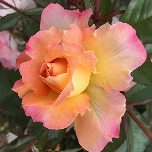 Candyfloss - 5.5lt Potted Floribunda Garden Rose Bush - Exclusive Rose! Large displays of Fluffy Pink Toned Scented Blooms, Early Flowering, Compact Healthy Growth.