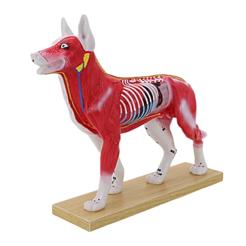 Modèle d'Acupoint pour animaux de compagnie anatomique pour pratique