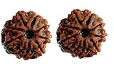 Golden Drops Original Spiritual Quality Nepal Rudraksha Eight face 8 mukhi ashtmukhi rudraksha Beads...