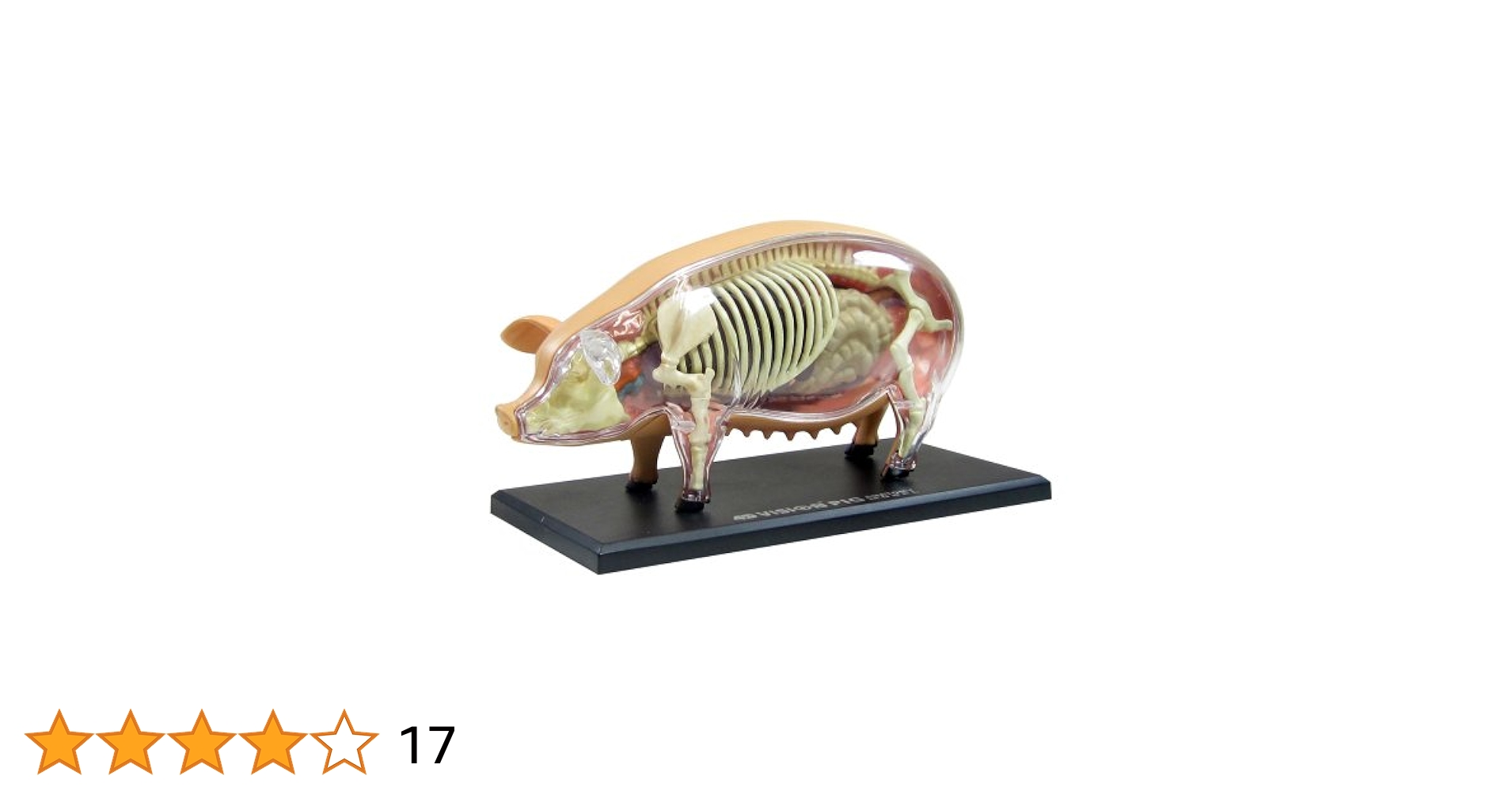 Amazon.co.jp: スカイネット 立体パズル 4D VISION 動物解剖 No