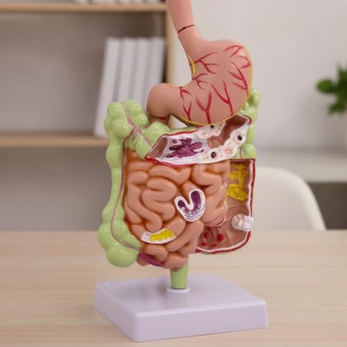 Aparato digestivo didáctico Molo con estómago codificado para un aprendizaje visual 7