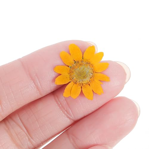48 flores secas prensadas de margarita para manualidades miniatura 7