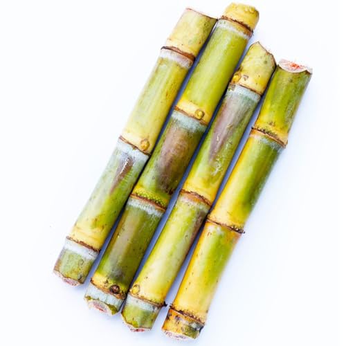 semillas de caña de azúcar - semillas de plantas fruto columnar semillas de frutas semillas plantas frutales productos sostenibles para jardineros maceta de bonsái plantas 50pcs