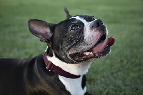 Country Brook Petz - Burgundy Martingale Heavy Duty Nylon Dog Collar - 21 Vibrant Color Options (1 Inch Width, Medium) #TOP1