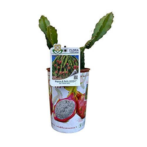 Pianta di PITAYA - Il Frutto del Drago - Azienda agricola Carmazzi