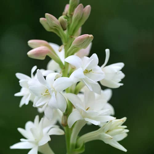 Audbhidhi tuberose Flower Bulbs For Home Gardening (pack of 3 bulbs) 4