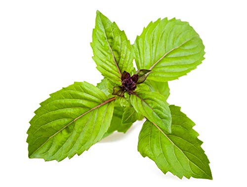 "Sweet Cinnamon" Basil Herb Seeds For Planting, 500+ Heirloom Seeds Per Packet, (Isla's Garden Seeds), Non Gmo Seeds, Botanical Name: Ocimum Basilicum 'Cinnamon', Great Home Garden Gift #TOP2