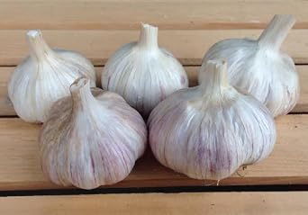 German Red Garlic, 3 Garlic Bulbs A Rich, Musky Rocambole hardneck Garlic, Harvests Early in Summer .Stores into mid-Winter,Grow Better in Cold Winter Gardens