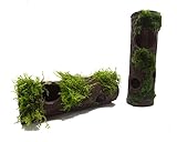 En Place Avec plusieurs sorties cache-cache. Avec aegagrophila Linnaei (aussi appelé Mousse Boules ou d'algues