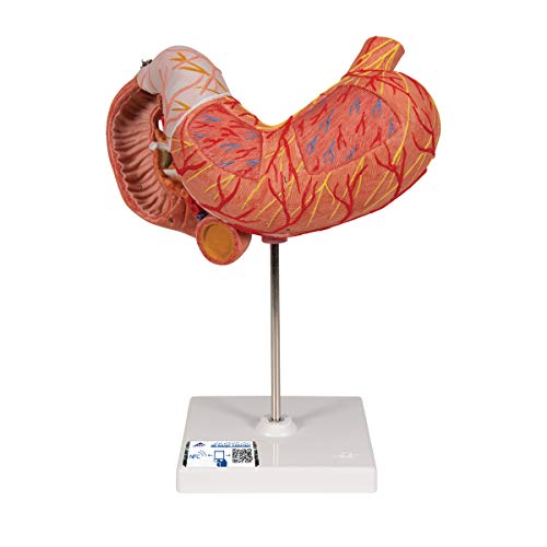Image of 3B Scientific K16 Stomach 3 part - 3B Smart Anatomy