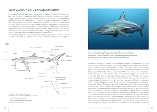 Squali Del Mediterraneo. Ediz. A Colori - 6