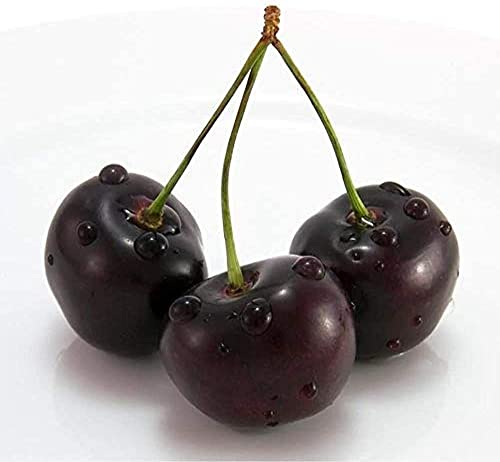 20 pezzi di semi di ciliegio semi di ciliegio nero semi di alberi da frutto rari per la semina del giardino di casa