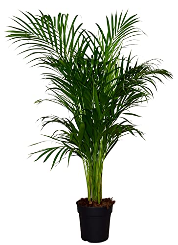 ZynesFlora Goldfruchtpalme Areca Palme Dypsis Lutescens im 19 cm Pflanzentopf - Höhe: 110-115 cm - Goldpalme Zimmerpalme Zimmerpflanze Cover