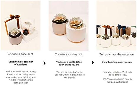 Miniatura 2 de Caja de regalo suculenta (Duo - Gris Pot&Box)